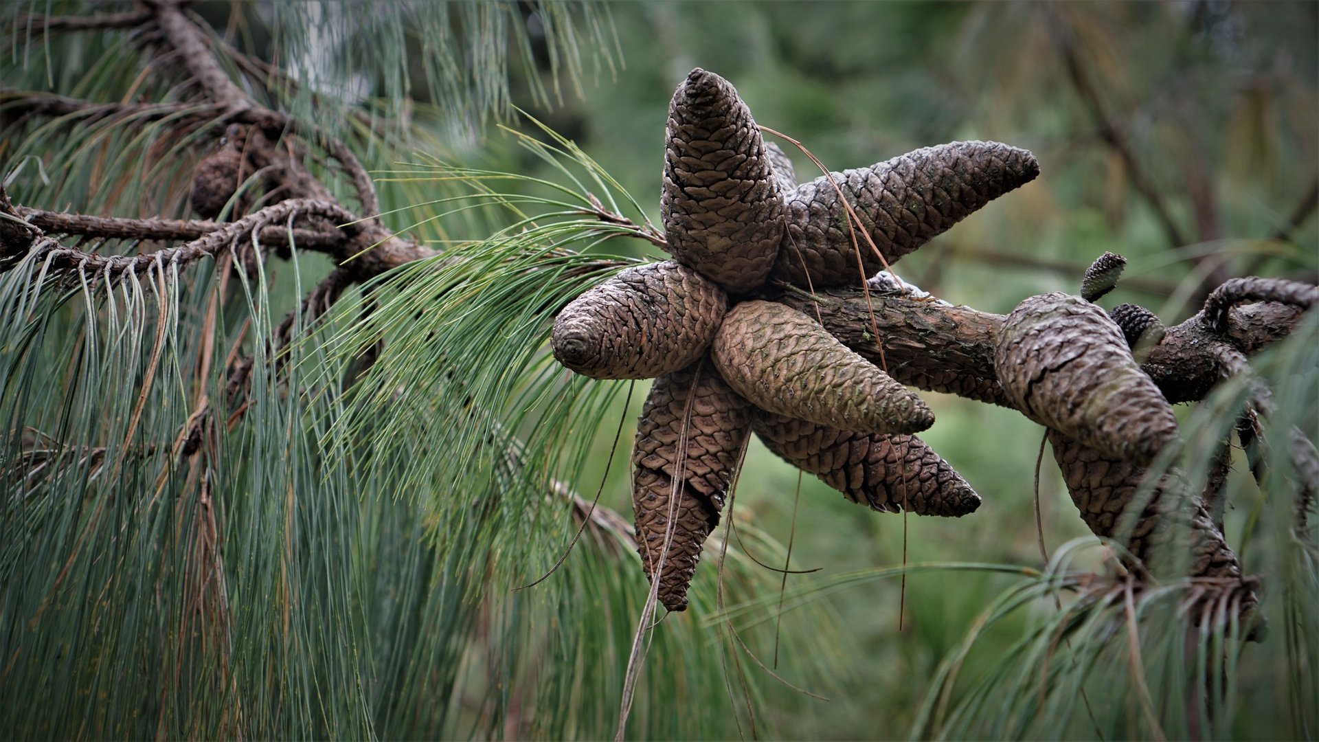 Pino Pátula - Vista principal